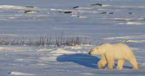 Polar Bear at Sunset © www.brianmerry.ca