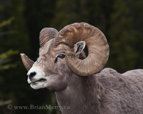 Bighorn Ram Headshot