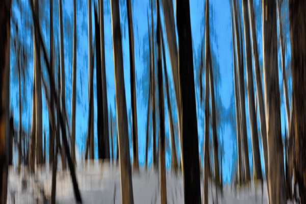Blurred Forest Flat 32x48