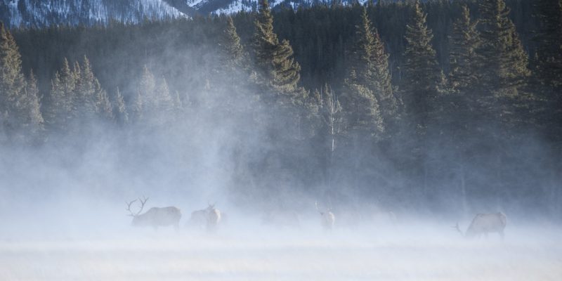 Elk in winter wind