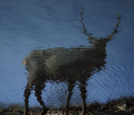 Elk Reflection, Vermillion Lakes, Banff National Park