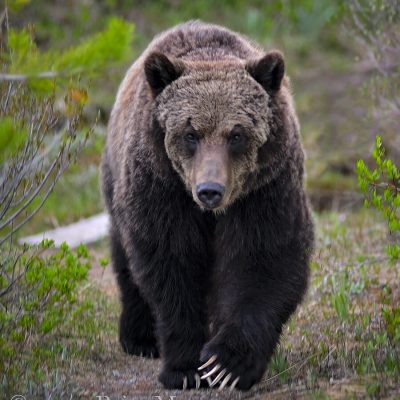 A grizzly bear walking straight towards me in Jasper National Park. © www.brianmerry.ca