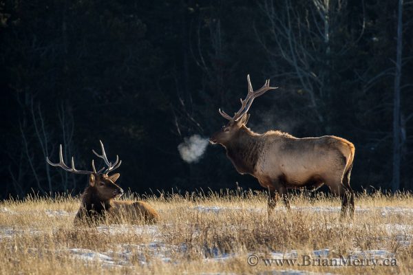 Elk, a common ungulate in the Canadian Rockies.  © www.brianmerry.ca