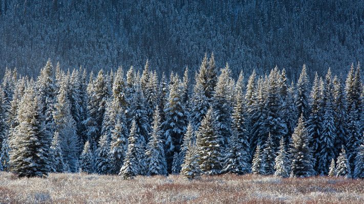 One of the many faces of Moose Meadows, Winter.  © www.brianmerry.ca