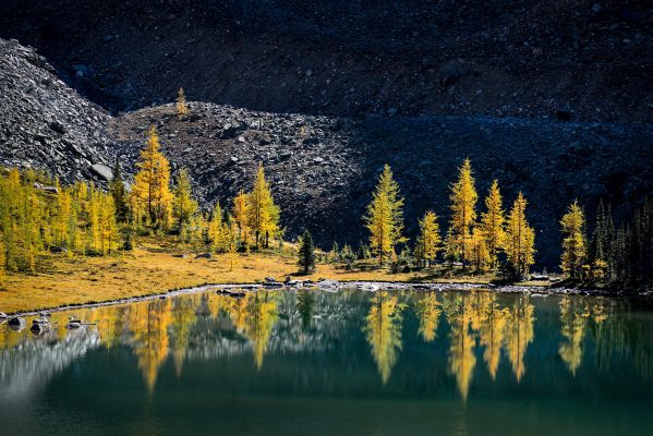 Hungabee Lake, Lake O'Hara surrounded by the beautiful colour of alpine larch trees in the Fall