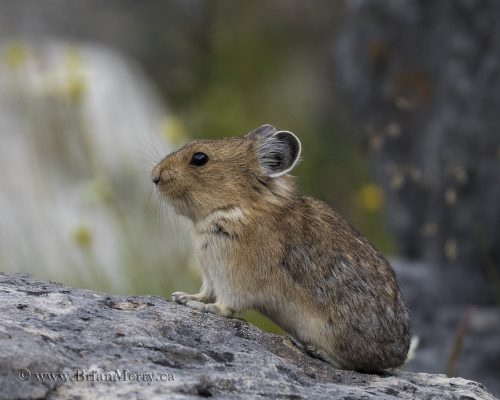 The Pika,