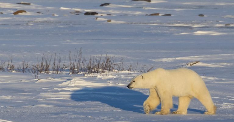 Polar Bear at Sunset, © www.BrianMerry.ca