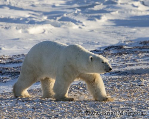 Rim light on a Polar Bear at Sunset near Churchill, Manitoba  © www.brianmerry.ca