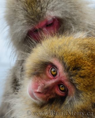 A Japanese Maca looks at me while he's having a soak in a hot spring. © www.brianmerry.ca