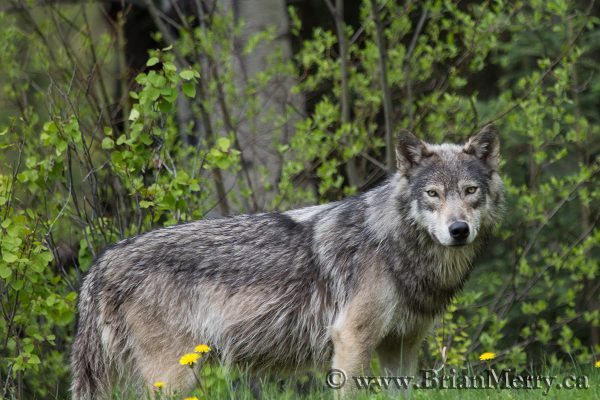 Wolf in Banff National Park